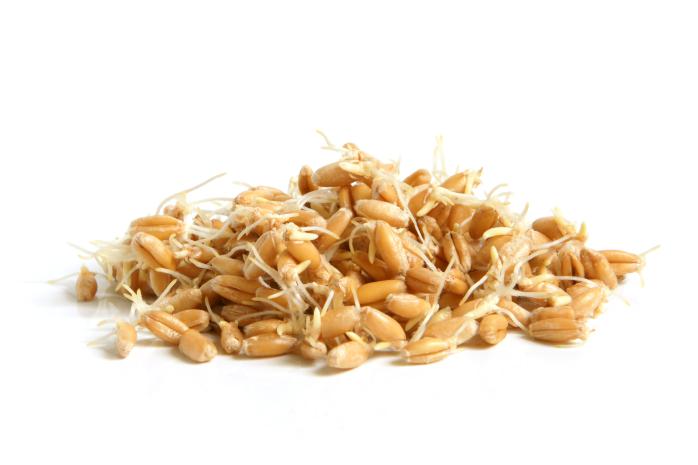 Зародыши пшеницы