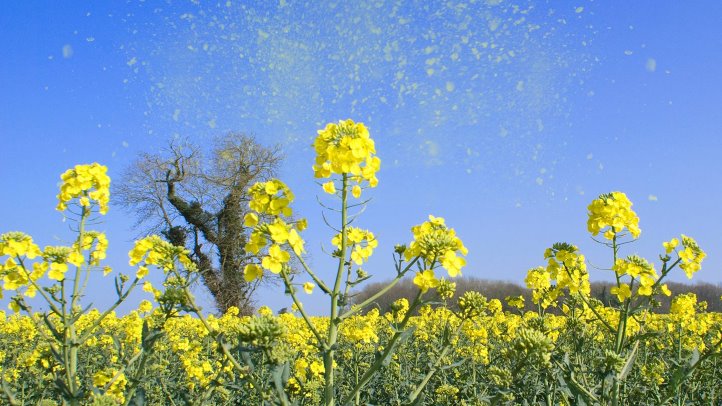 Пыльца растений, как пример аллергена