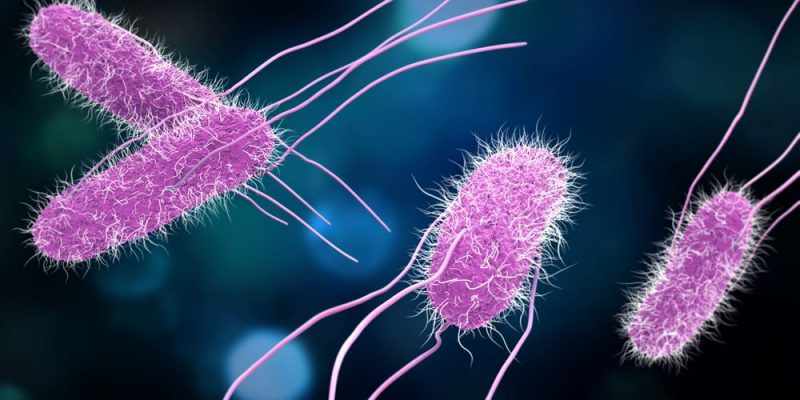бактерии и вирусы