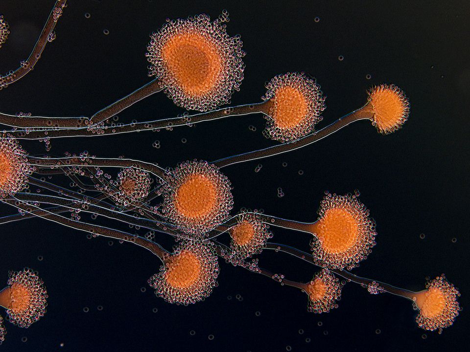 грибок под микроскопом