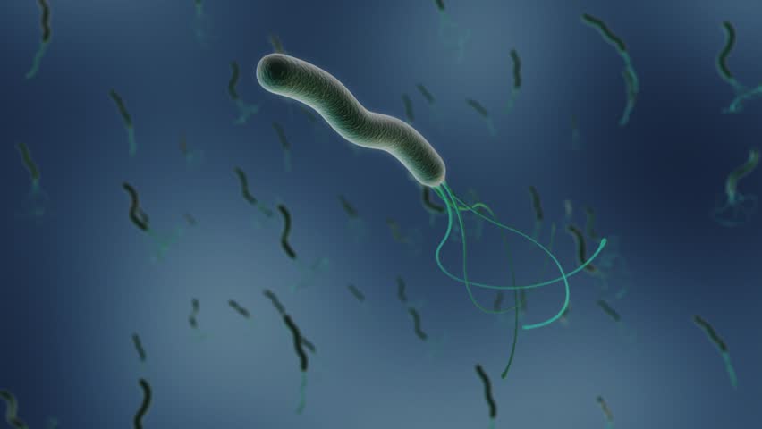 бактерия хеликобактер пилори